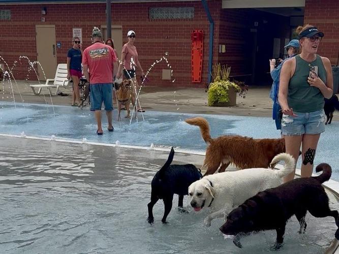 More Than 60 Dogs Make a Splash at the 2026 Dog Day at the Pool