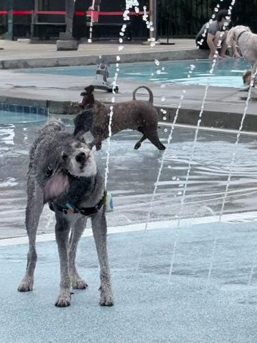More Than 60 Dogs Make a Splash at the 2026 Dog Day at the Pool