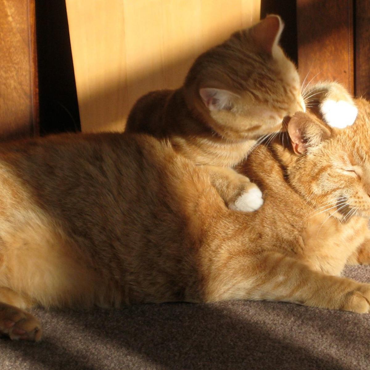 Spay Neuter Needed To Save Lives Of Cats Kittens Local News Morganton Com