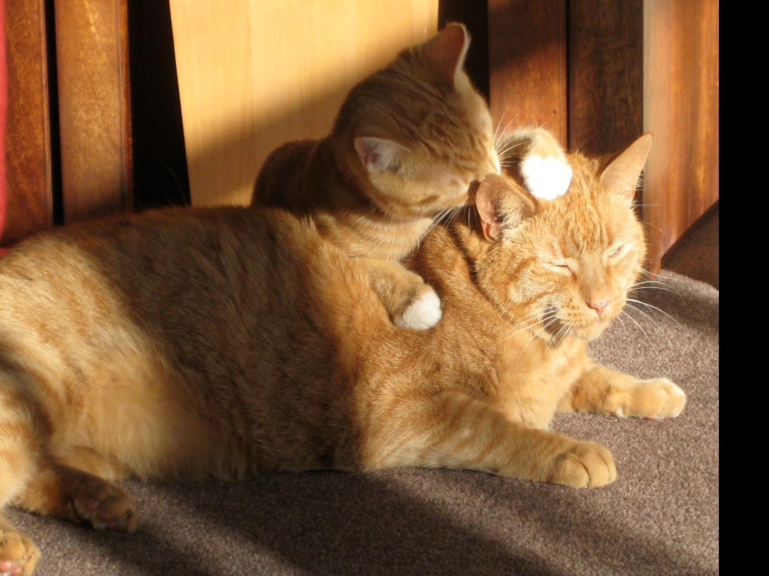 Debunking Myths About Fiv Positive Cats Latest Headlines Statesville Com