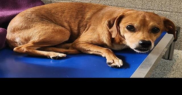 Iredell shelter offering  adoption on all dogs