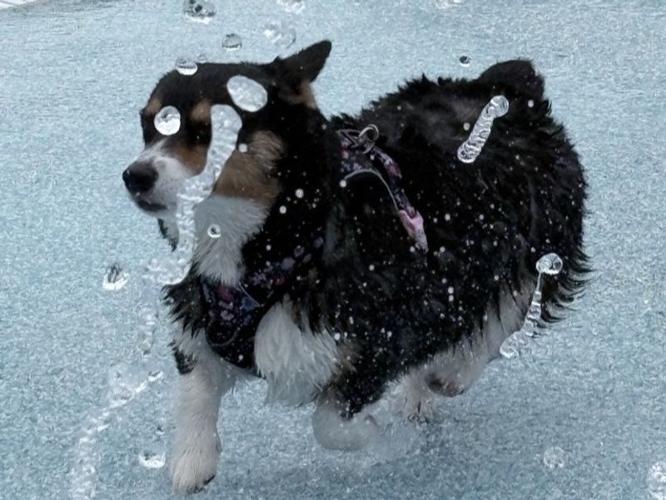 More Than 60 Dogs Make a Splash at the 2026 Dog Day at the Pool