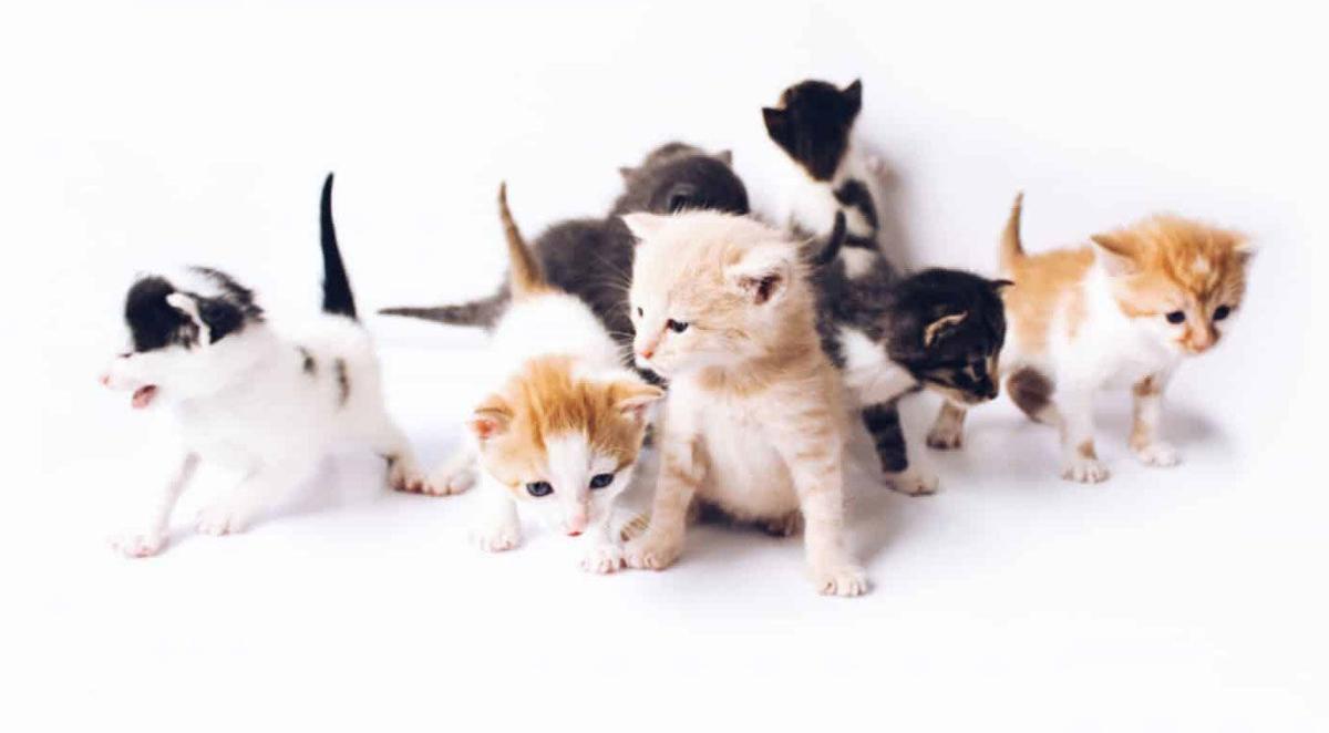 Kittens
