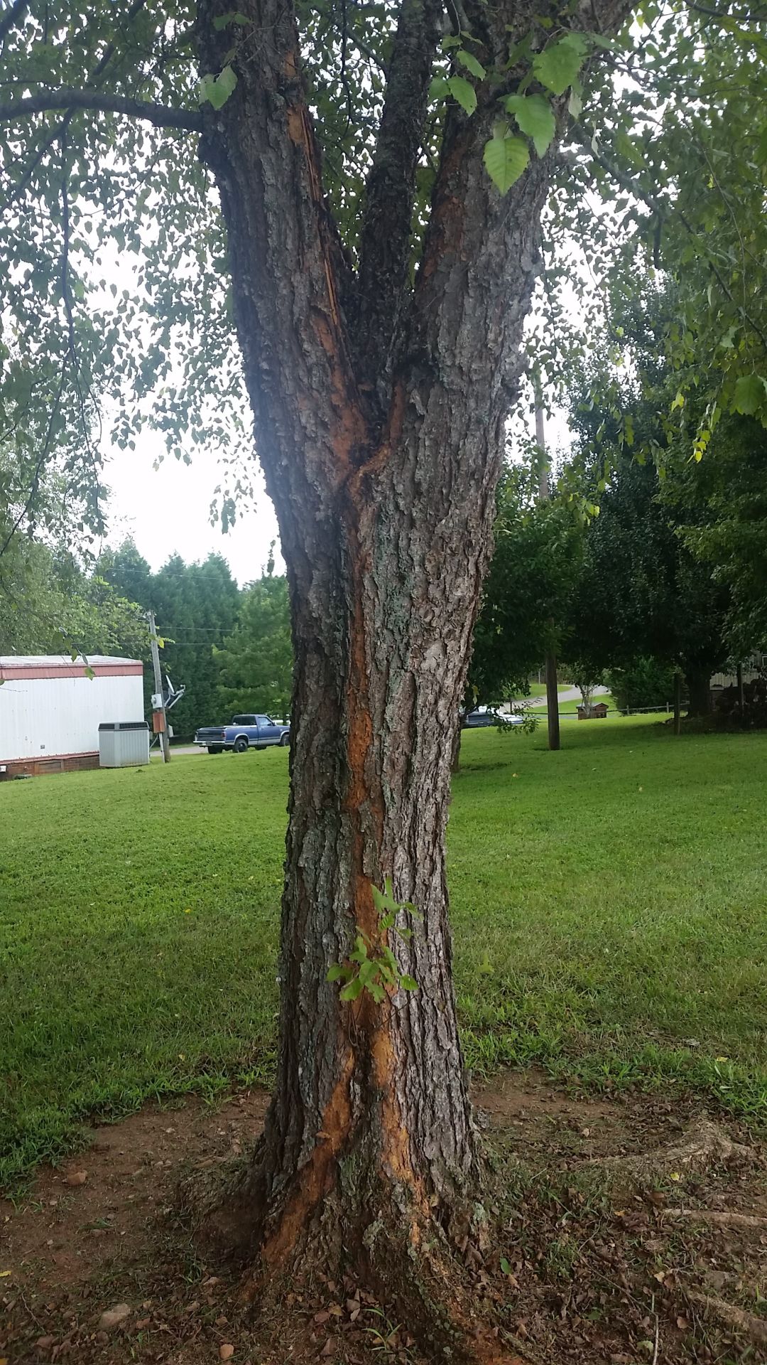 tree struck by lightning