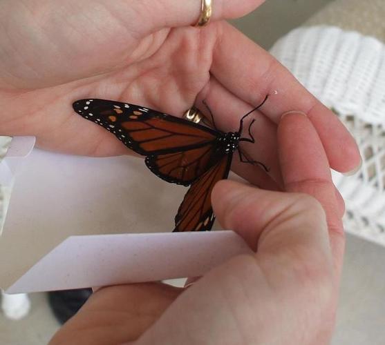 Butterfly Release