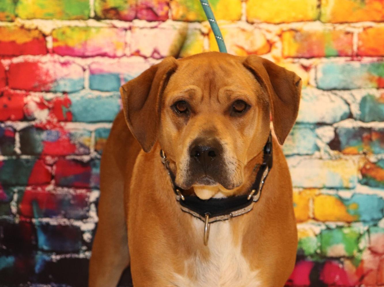 Iredell Animal Control seeking homes for seven dogs