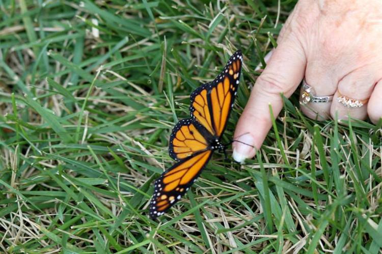 Butterfly Release 2