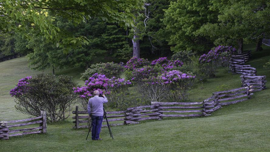 The Remarkable Rhododendron Ramble to kick off at Grandfather Mountain on  May 27