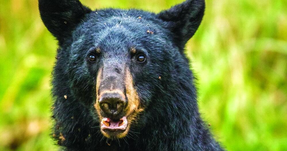 Hungry bear keeps trying to force its way into homes in NC neighborhood, state says Mark Price The Charlotte Observer Sep 10, 2026 1 min ago