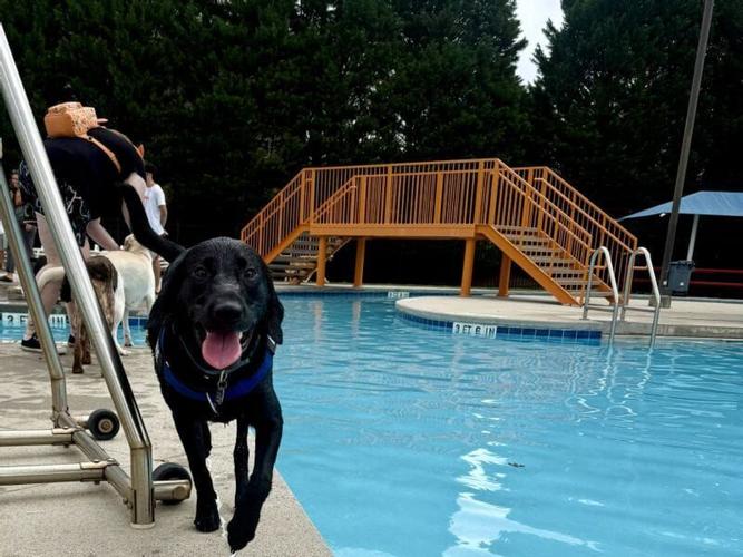 More Than 60 Dogs Make a Splash at the 2026 Dog Day at the Pool