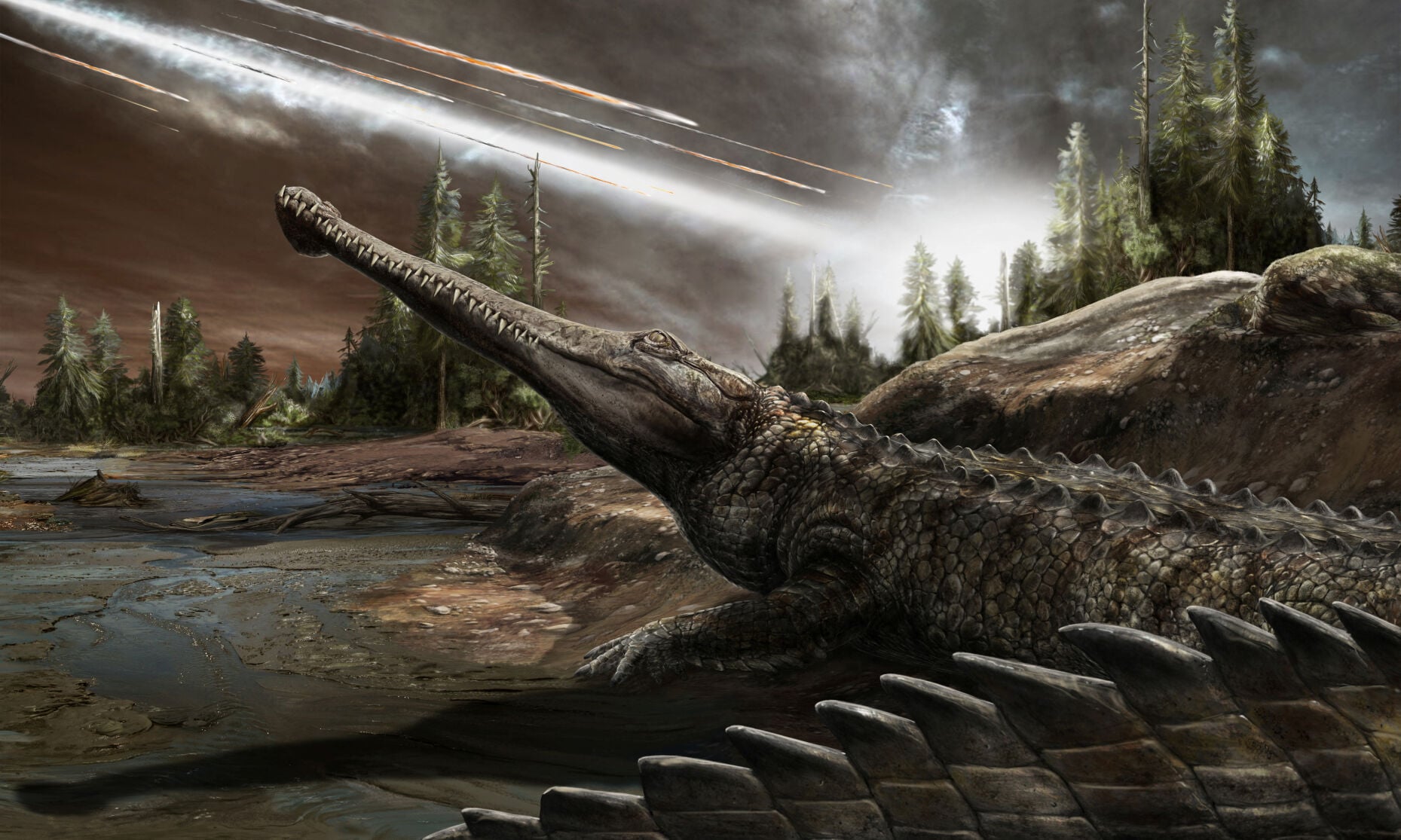 An affinity for warm climes has helped crocs thrive for eons