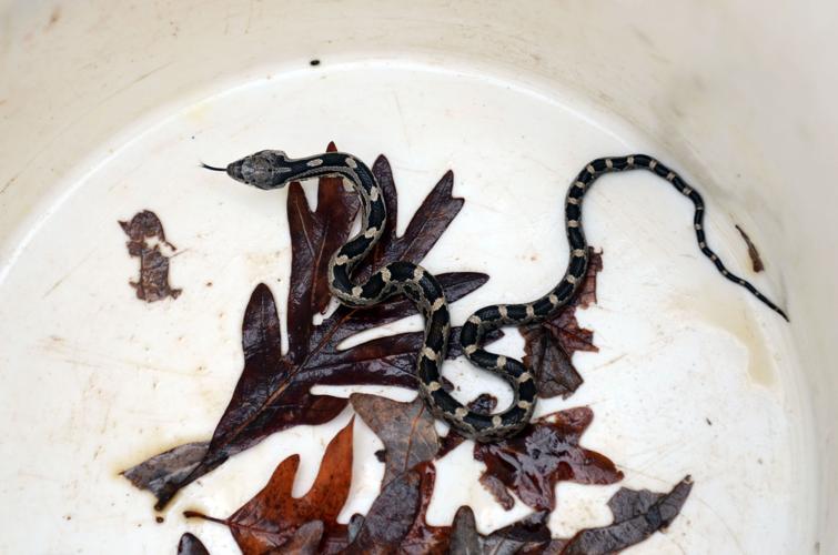 Steps to take if you find a snake on your property