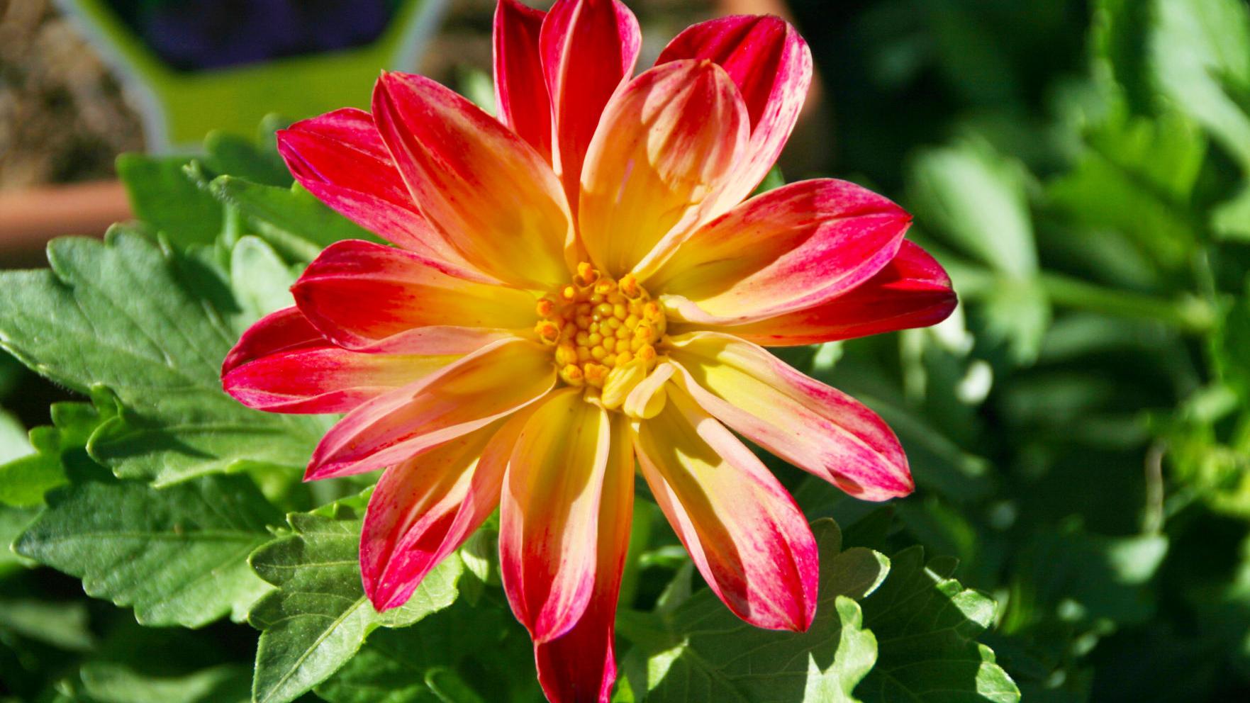 The Best Dahlias For A Backyard Cutting Garden Local News Statesville Com