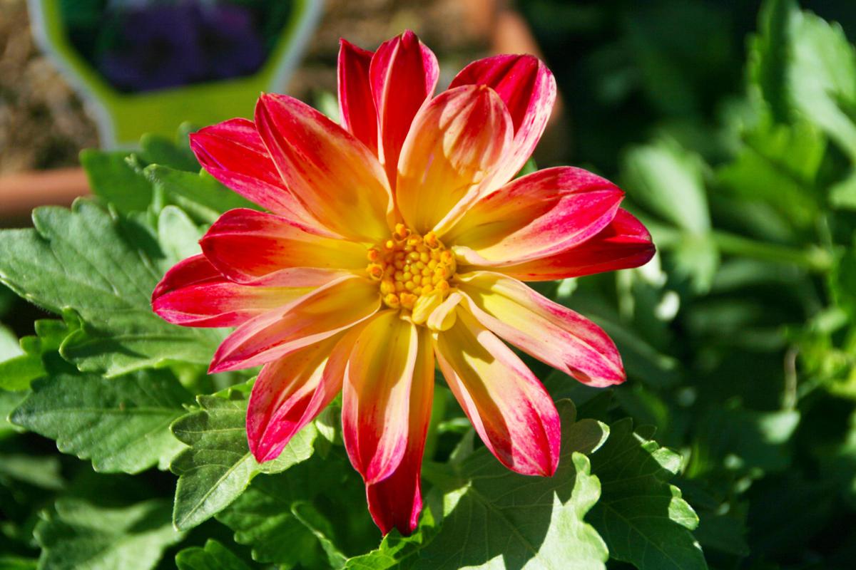 The best dahlias for a backyard cutting garden Local News