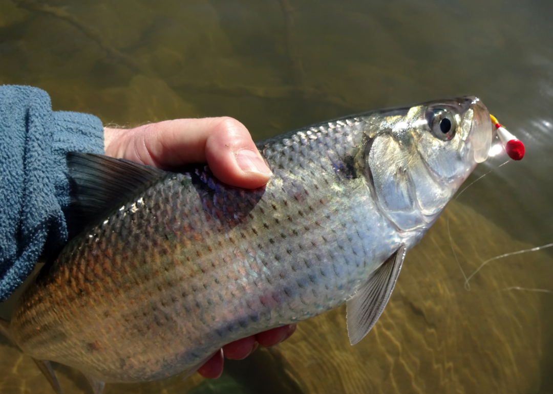 Crappie/Striper Fishing with Steve McVay