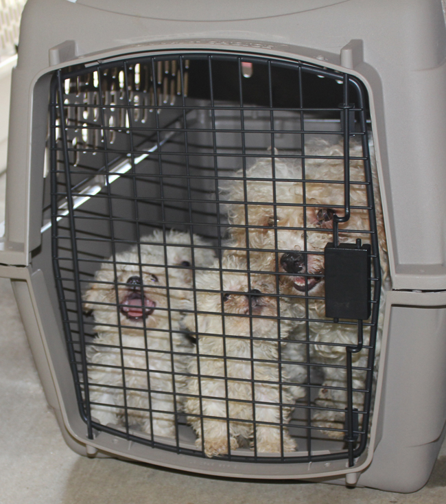 Photos taken at Mason Creek Kennel of dogs being rescued News