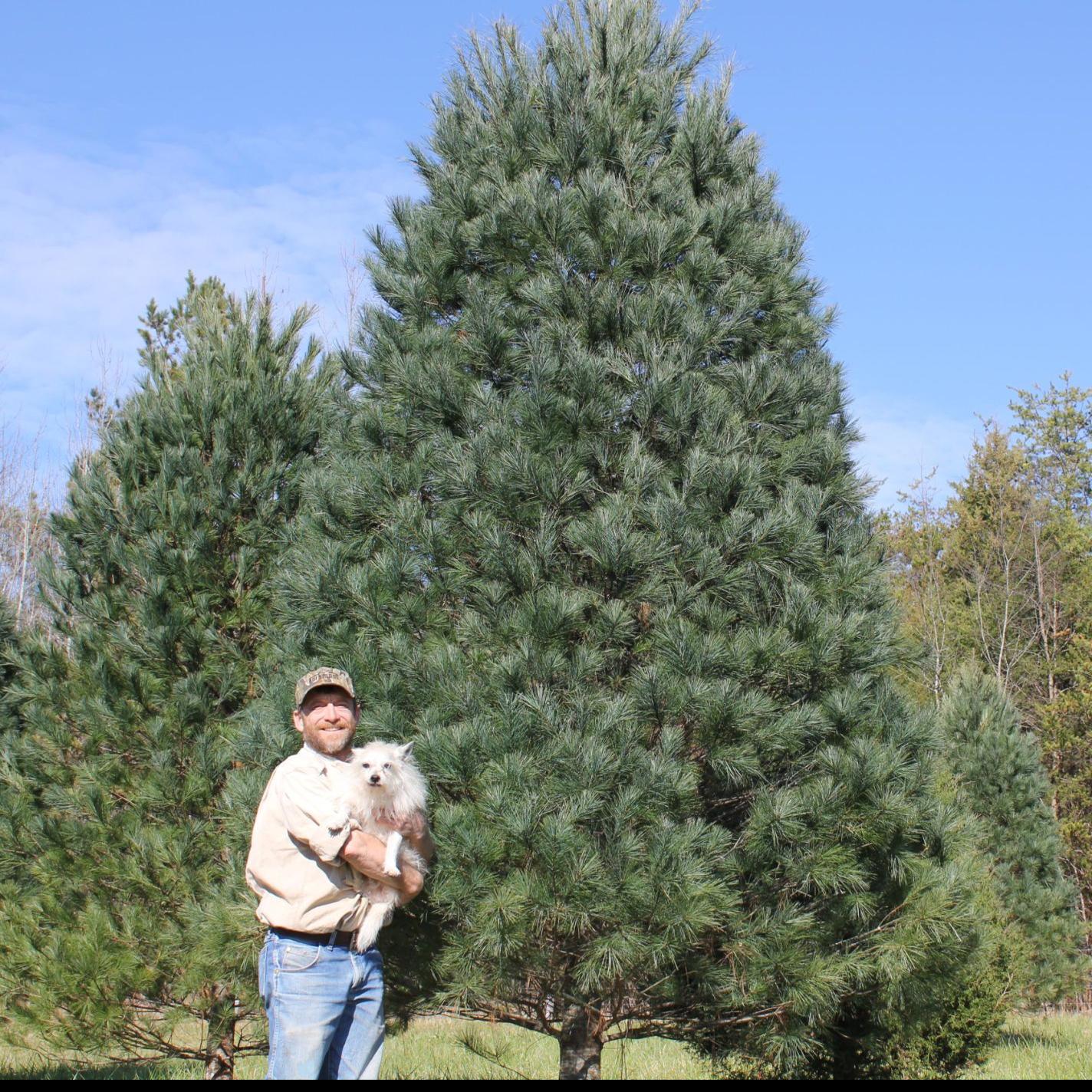 Iredell S Only Cut Your Own Tree Farm Likely In Final Year Latest Headlines Statesville Com