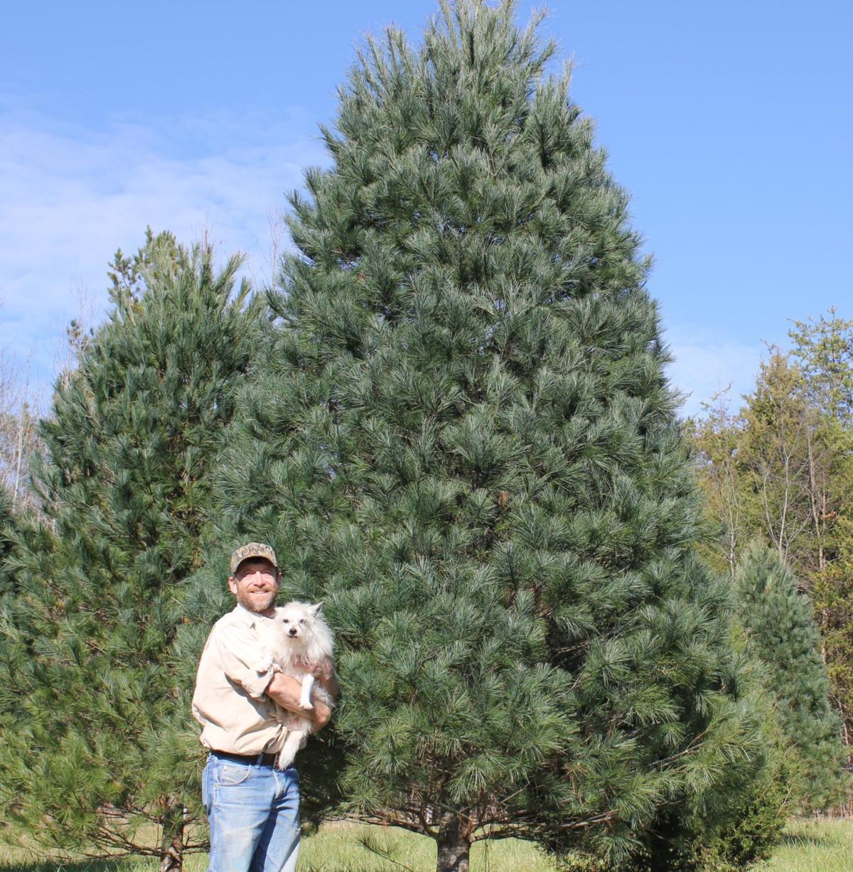 Iredell's only cut-your-own tree farm likely in final year ...