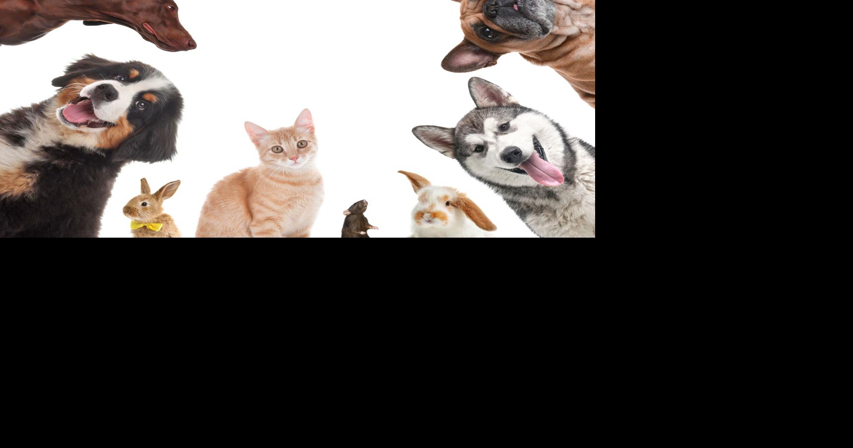 Adopt a family member from Iredell County NC Animal Services