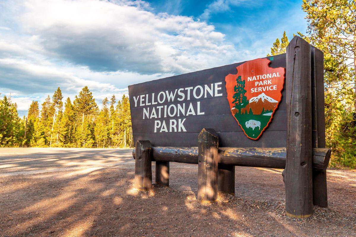 A 72-year-old woman was gored by a bison at Yellowstone National Park when she tried to take a picture