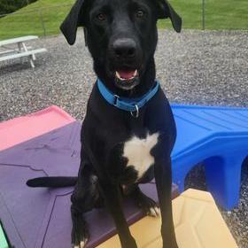 Iredell shelter seeking forever homes for several dogs - Vimarsana News