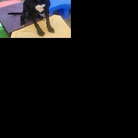 Iredell shelter seeking forever homes for several dogs - Vimarsana News
