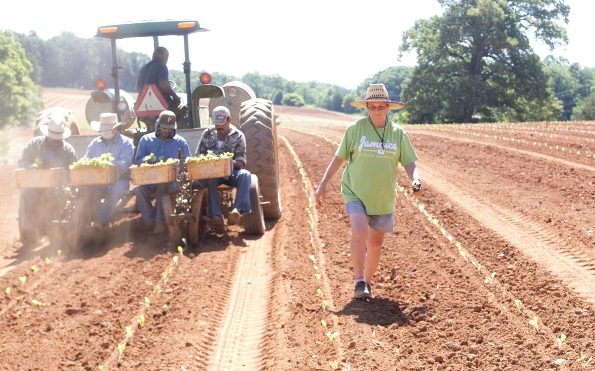 On Virginia tobacco farm, one more time to plant, one more time to harvest Trending