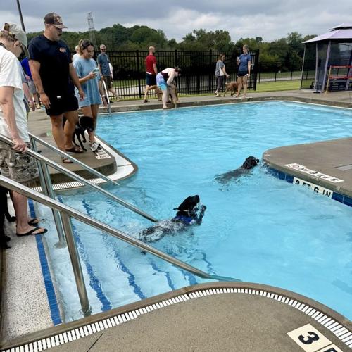 More Than 60 Dogs Make a Splash at the 2026 Dog Day at the Pool