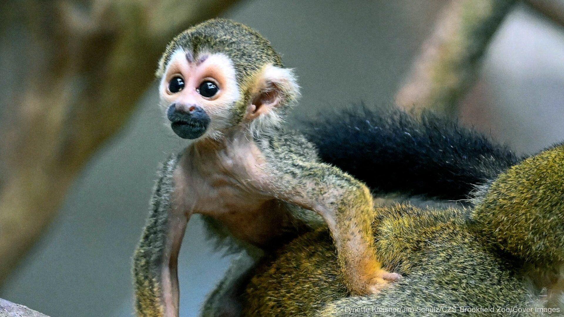 Baby squirrel monkey and cotton-top tamarins are the newest residents at  Chicago zoo