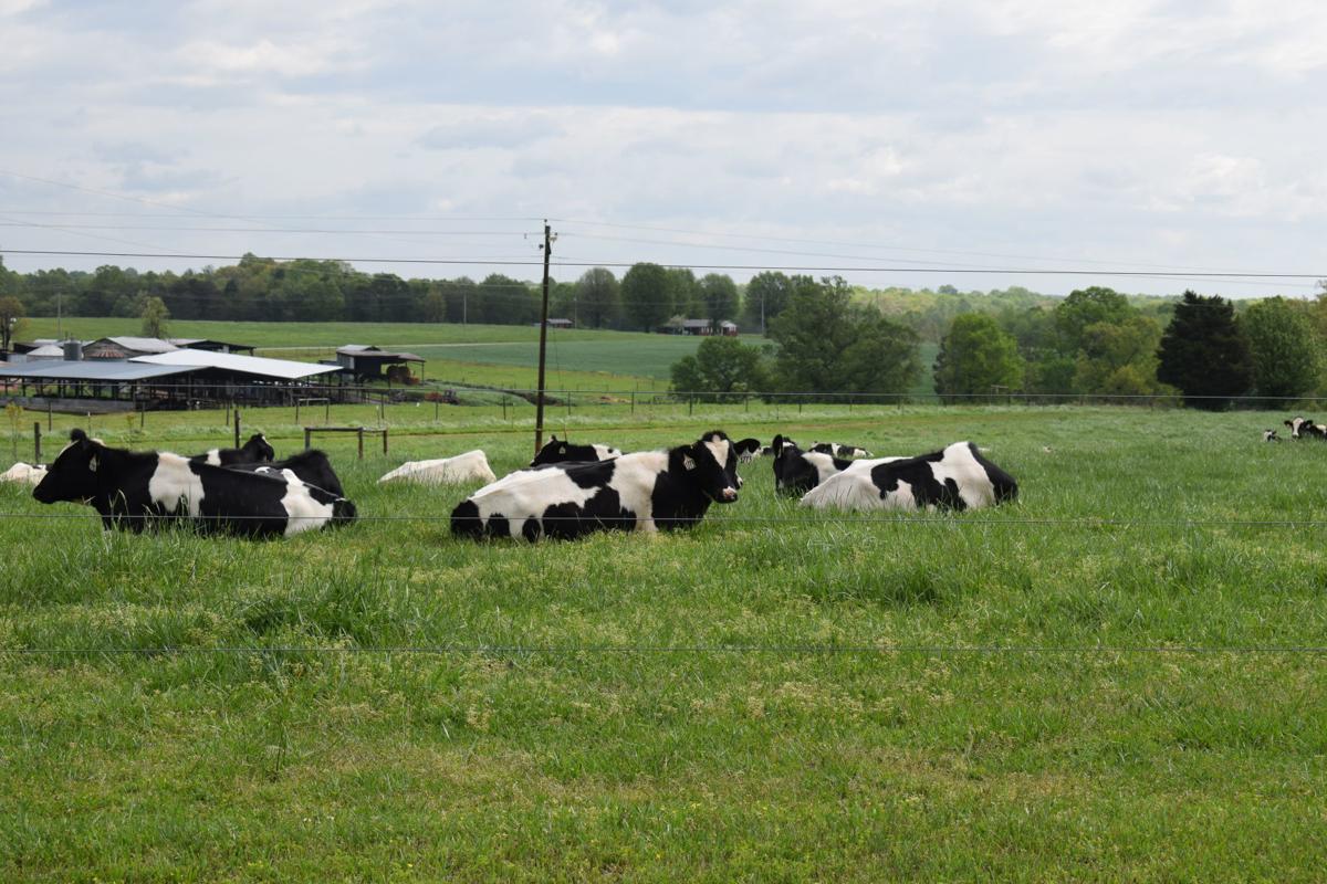 Cow