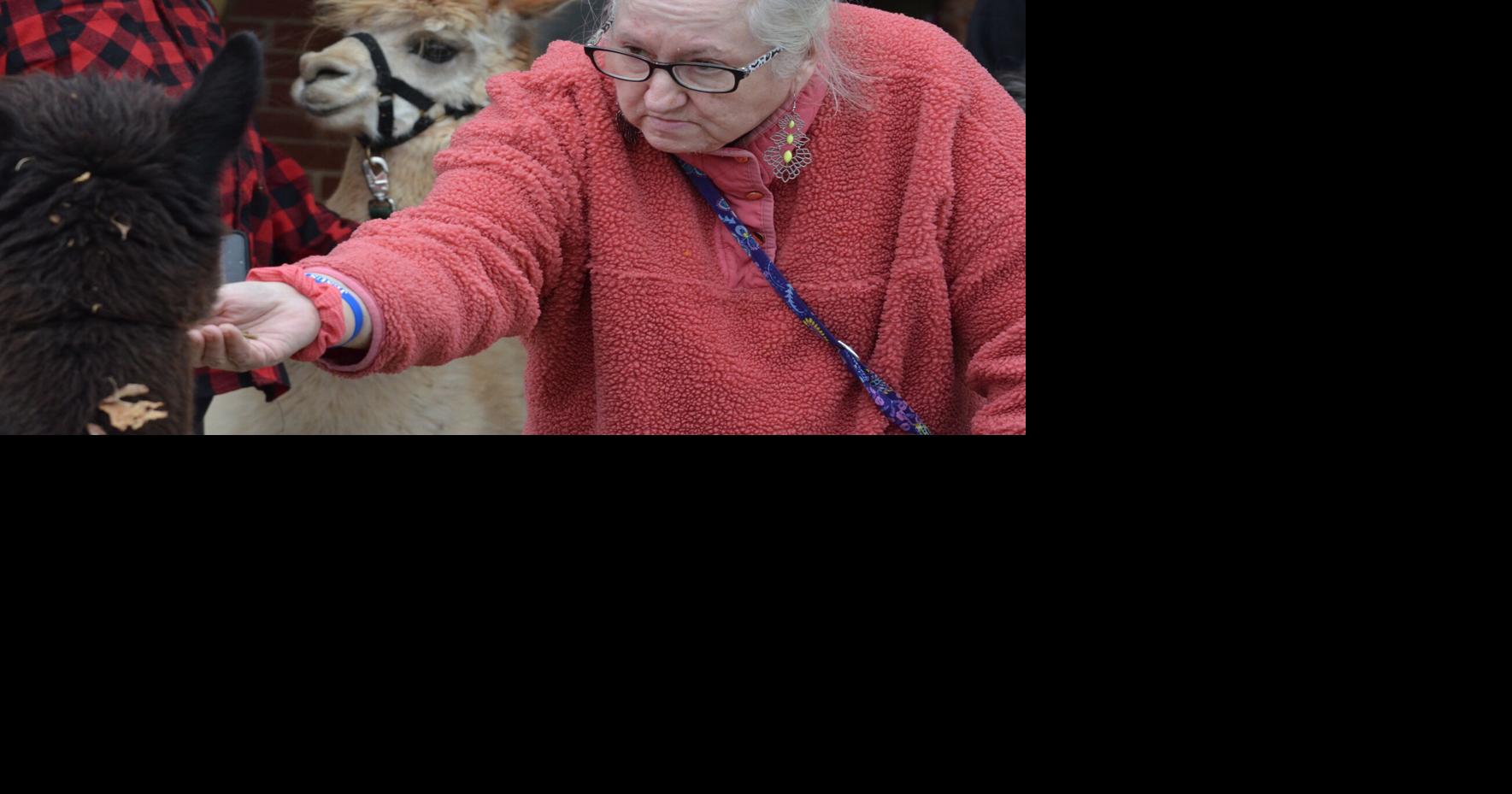 Alpacas put smiles on the faces of Olin Village residents
