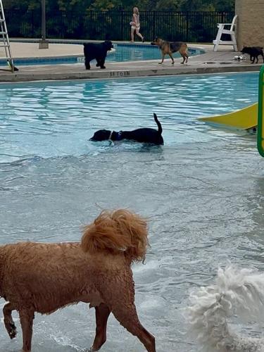 More Than 60 Dogs Make a Splash at the 2026 Dog Day at the Pool