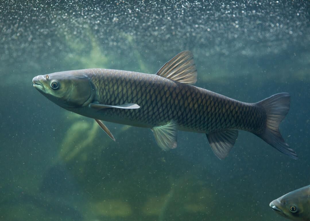 North Carolina anglers almost break state record for colossal carp caught  on Seneca River 