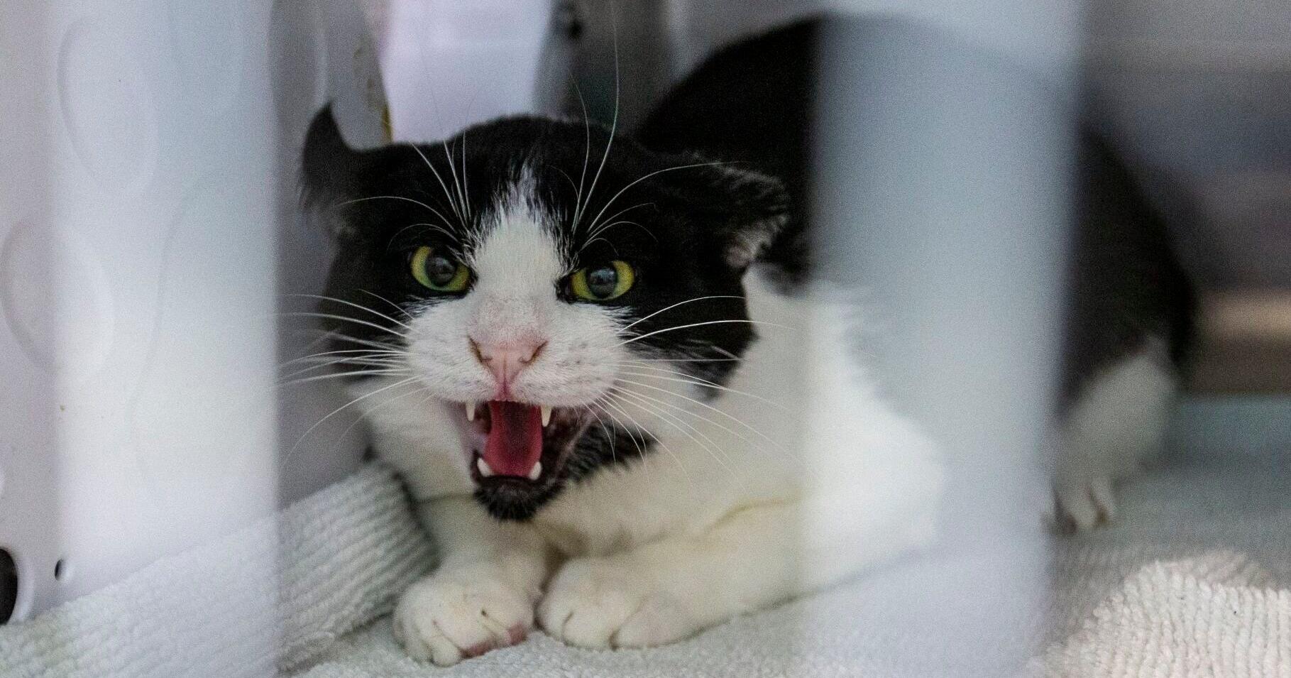 Feral cats put to work fighting rodents in Guilford County - Vimarsana News