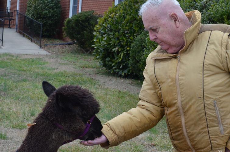 Alpacas put smiles on the faces of Olin Village residents