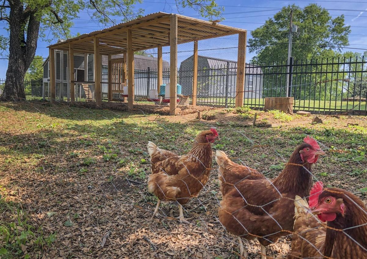 ChickenSexton