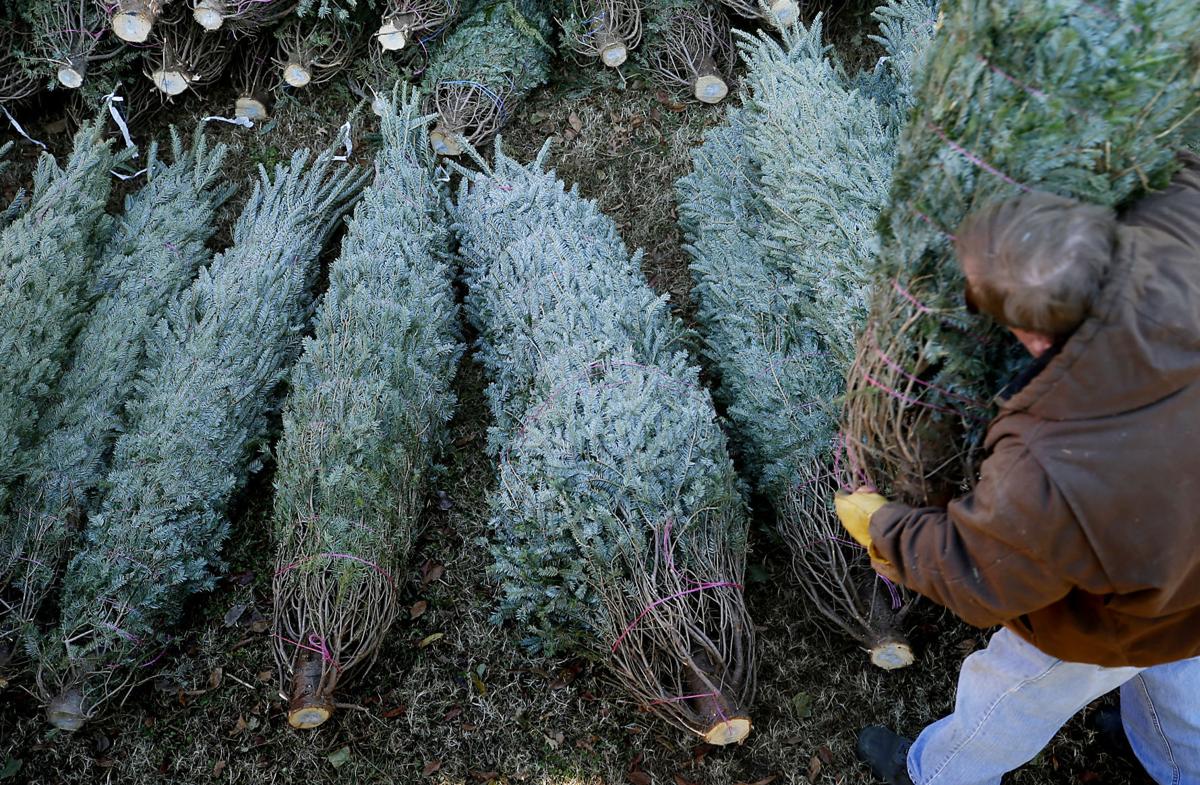 Christmas Tree Supply Expected To Be Tighter This Year Could Drive Up Prices Nationally Trending Statesville Com