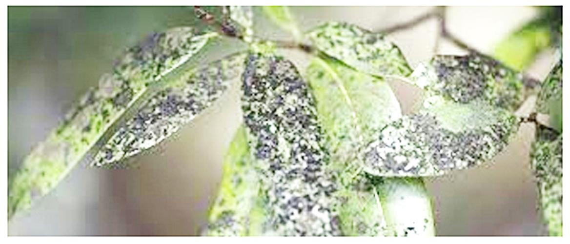 Solving the mystery of black mold on plants San Patricio County