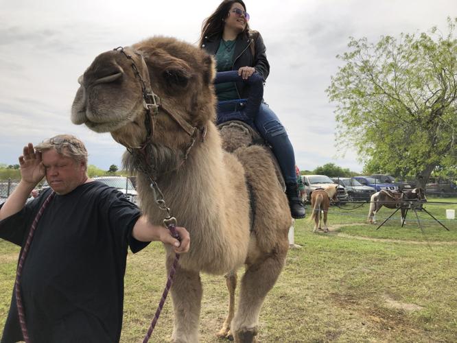 The snakes slithered, a winner was crowned at 47th rattlesnake races