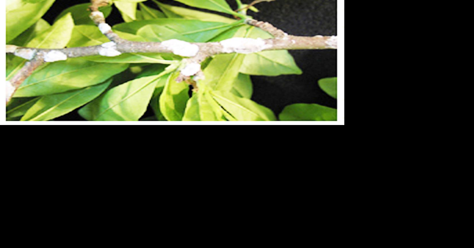 Solving the mystery of black mold on plants San Patricio County