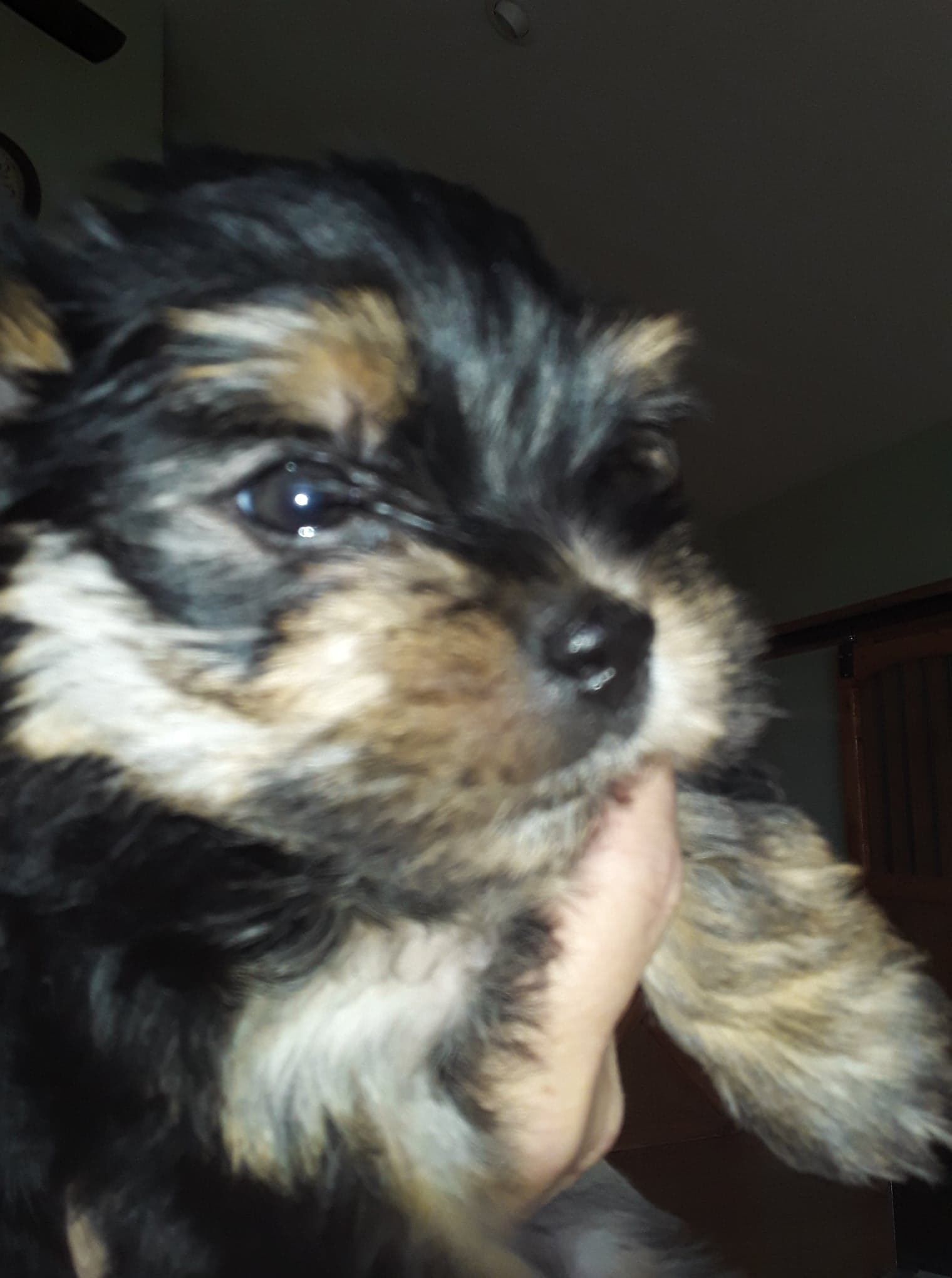 aca puppies for sale