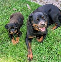 Male Rottweiler puppy