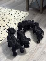 Mini schnauzers