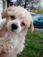 Toy Poodle Puppy
