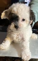 Beautiful Mini Bichon Poo Puppies