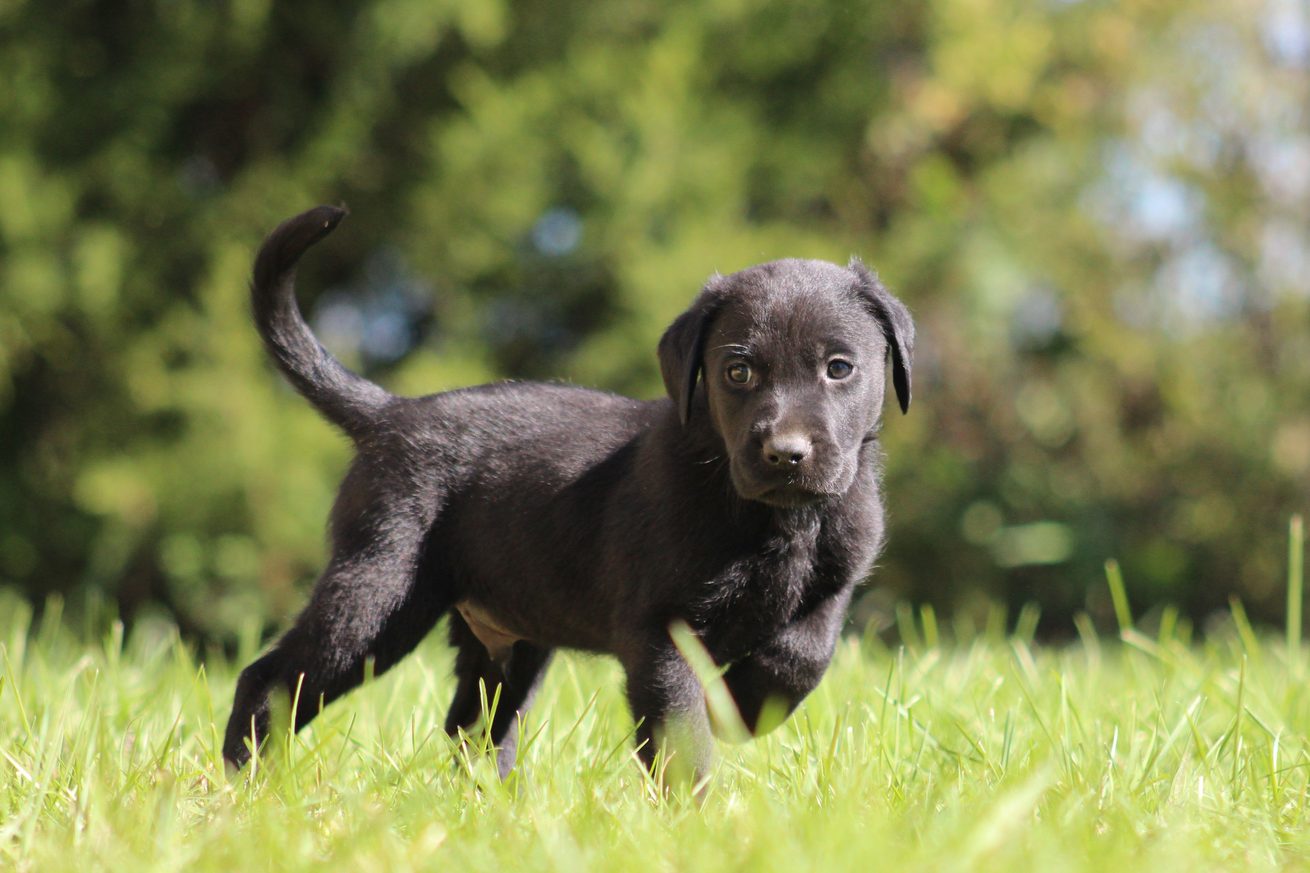 English Lab Puppies Ohio