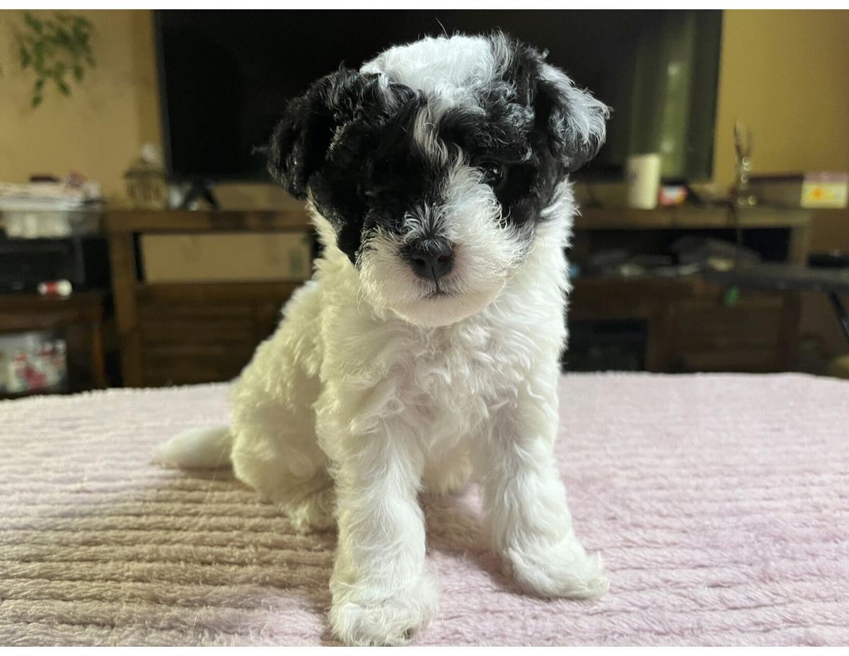 Beautiful Mini Bichon Poo Puppies image 1