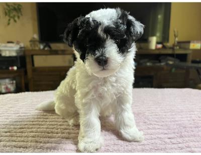 Beautiful Mini Bichon Poo Puppies image 1