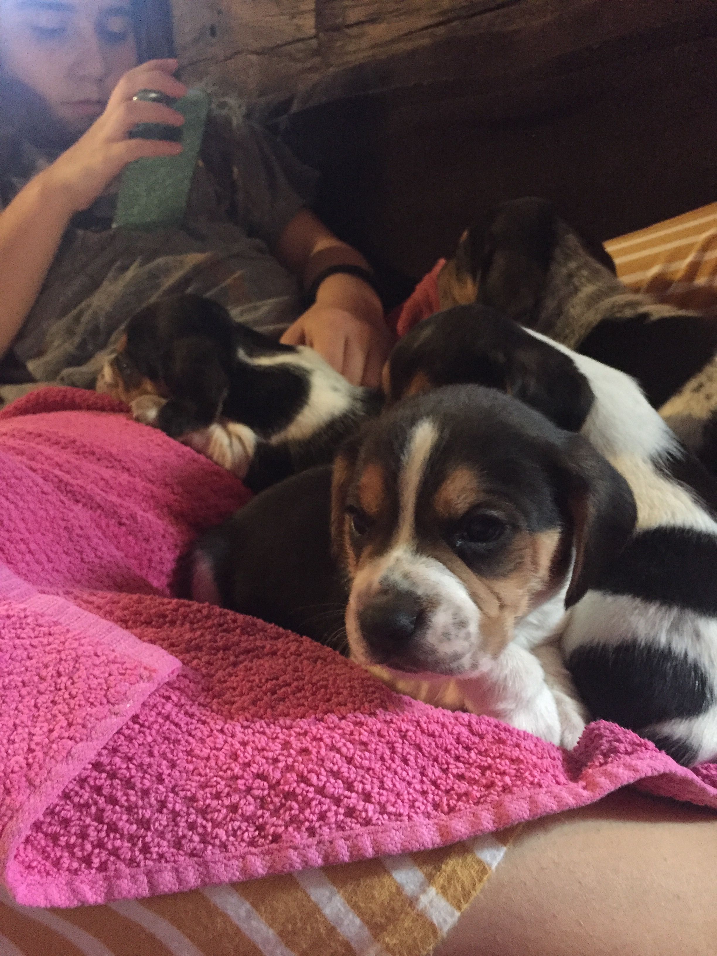  AKC Beagle Puppies Dogs stltoday com