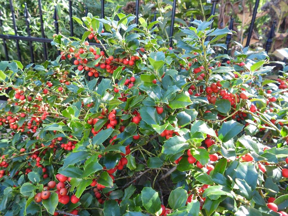 Female holly bush